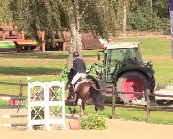 Reitturnier Westergellersen 2020