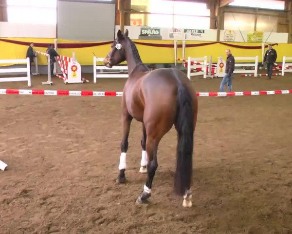 broodmare Conthera (Württemberger, 2010, from Con Spirito R)
