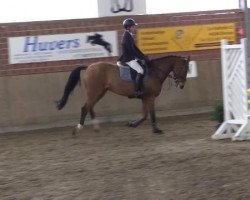 broodmare PBM Querida (Württemberger, 2010, from Quo Vados I)