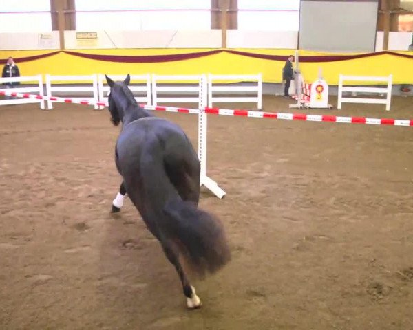 Dressurpferd Rocky 1629 (Deutsches Sportpferd, 2010, von Rapptaenzer)
