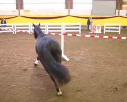 dressage horse Rocky 1629 (German Sport Horse, 2010, from Rapptaenzer)