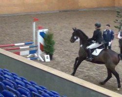 jumper Lyon 44 (Holsteiner, 2001, from Lascadell)