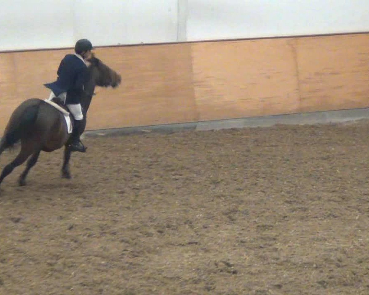 stallion ST Cacey 150 FIN (Finnish Warmblood, 2006, from Centimor 111 FIN)