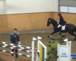 dressage horse Herbststurm 12 (Trakehner, 2007, from Hirtentanz 2)