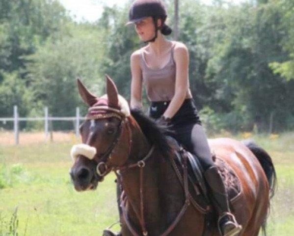horse Saphira (Oldenburg, 2009, from San Amour I)