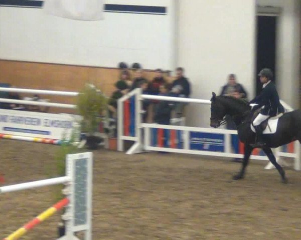 jumper St. Careem (Finnish Warmblood, 2007, from Carismo II 123 FIN)