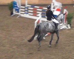 Springpferd Annabell 479 (Oldenburger Springpferd, 2008, von Contefino)