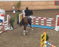 broodmare Butterfly 94 (Holsteiner, 2009, from Cassiano)