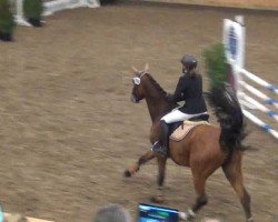 jumper Calais 24 (Holsteiner, 2009, from Calazio 170 FIN)