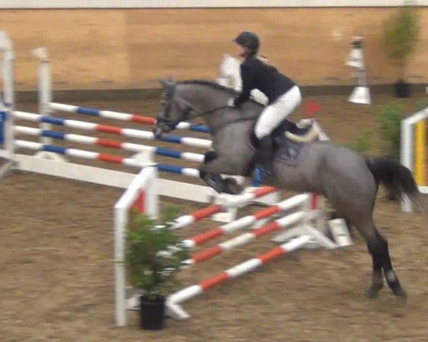 broodmare Ajola 3 (Holsteiner, 2008, from AB 19 Chepetto)