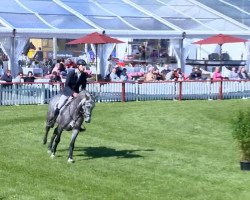 broodmare Celine 231 (Holsteiner, 2009, from Cero)