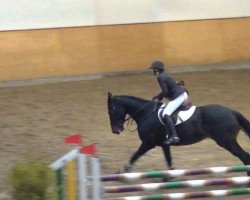 broodmare Derrymore Diamonds (Irish Sport Horse, 2008, from Derrymore Lad)