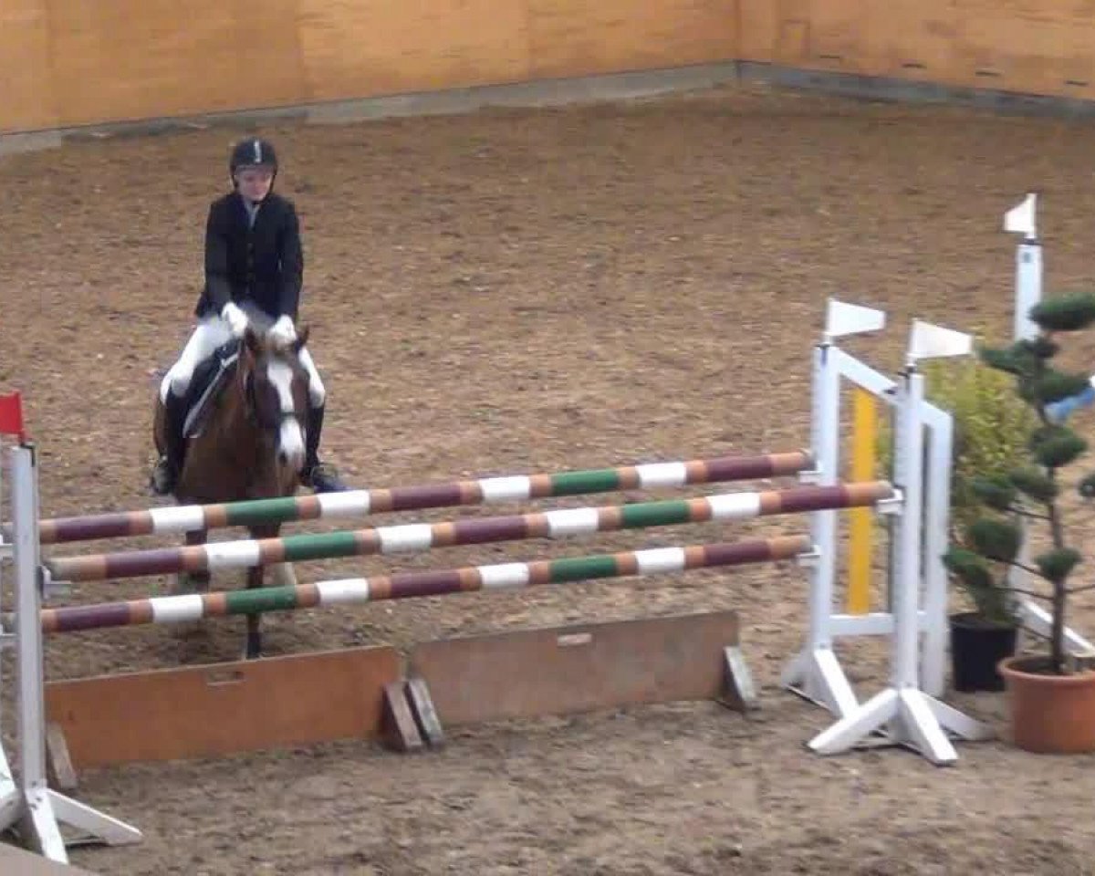 broodmare Tamara 311 (German Warmblood, 2003, from Zafiro)