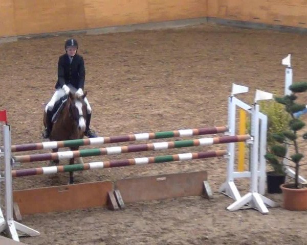 broodmare Tamara 311 (German Warmblood, 2003, from Zafiro)