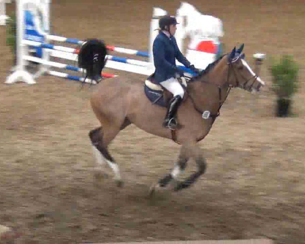 Zuchtstute A-Lizzy (Holsteiner, 2008, von Lancer II)