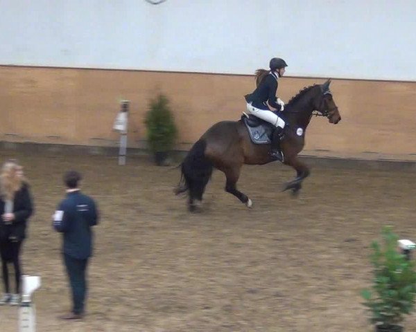 jumper Canturino 2 (Holsteiner, 2007, from Canturano I) jumper Canturino 2 (Holsteiner, 2007, from Canturano I)