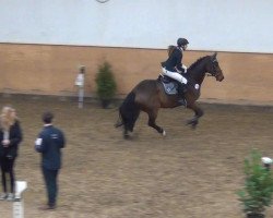 Springpferd Canturino 2 (Holsteiner, 2007, von Canturano I)
