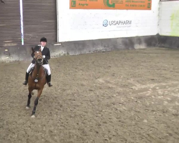 jumper La Galera (German Sport Horse, 1991, from Libertin) jumper La Galera (German Sport Horse, 1991, from Libertin)