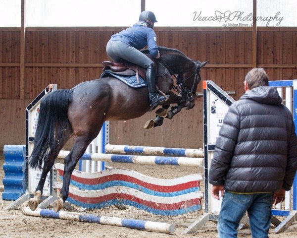 Springpferd Lisan (Holsteiner, 2011, von Lasino)