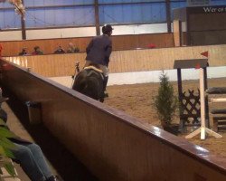 jumper Oak Grove's Battle Cry (KWPN (Royal Dutch Sporthorse), 2008, from Balou du Rouet)