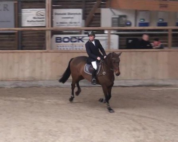 jumper Vanity Fair 21 (Hanoverian, 2008, from Toronto)