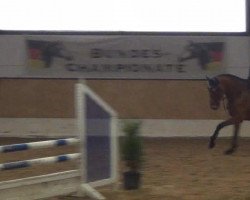 jumper Con Sharino (Holsteiner, 2008, from Contender)
