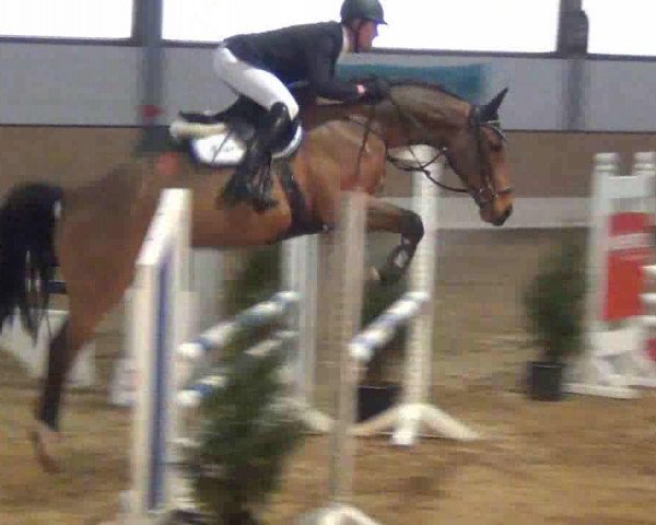 jumper Gordon 407 (Hanoverian, 2007, from Geysir)