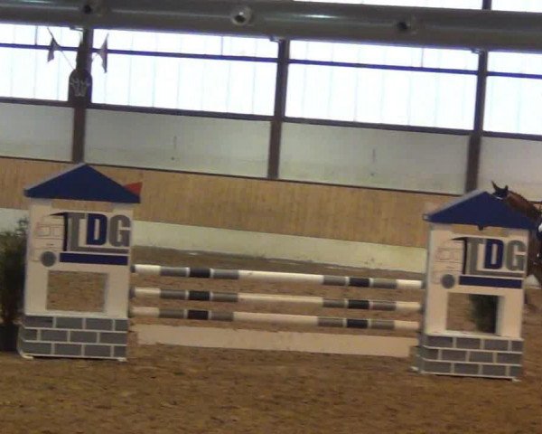 jumper Smilla 74 (Oldenburg, 2008, from Singulord Joter) jumper Smilla 74 (Oldenburg, 2008, from Singulord Joter)