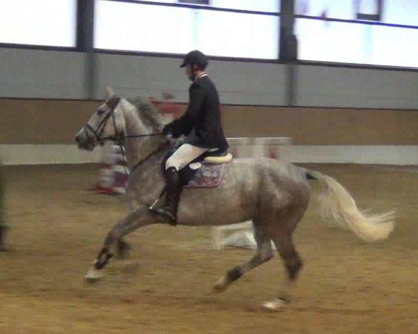 Springpferd Lajana 90 (Holsteiner, 2008, von Legolas)