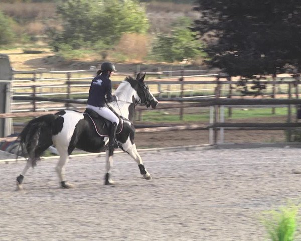 Reitturnier Worms-Pfeddersheim / Reitsportanlage Wittemer 2020
