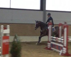 dressage horse La Vita 28 (Holsteiner, 2008, from Cormint)
