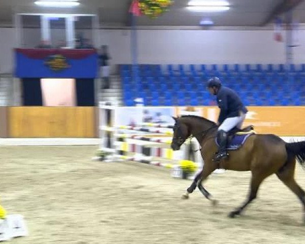 broodmare Julie 60 (Zangersheide riding horse, 2008, from Jaguar Mail)