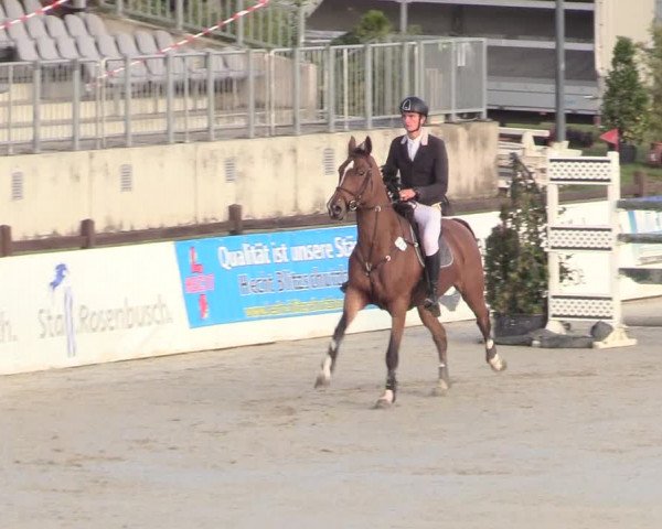 Reitturnier Westergellersen 2020