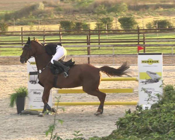 Reitturnier Worms-Pfeddersheim / Reitsportanlage Wittemer 2020