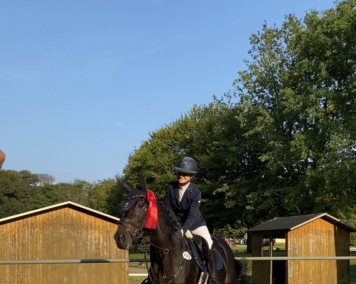 Springpferd Corazon 62 (Rheinländer, 2011, von Indoctro)