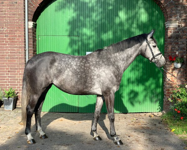 Springpferd Carmina L (Hannoveraner, 2016, von Cordess 2)