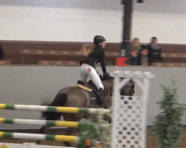 jumper Donald (KWPN (Royal Dutch Sporthorse), 2008, from Sam R)