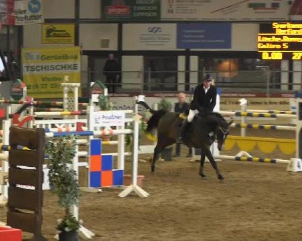 Springpferd Caliro 5 (Westfale, 2008, von Casiro I)