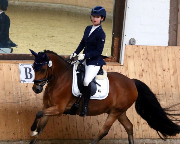 Dressurpferd Willem 57 (Holländisches Reitpony, 2007)