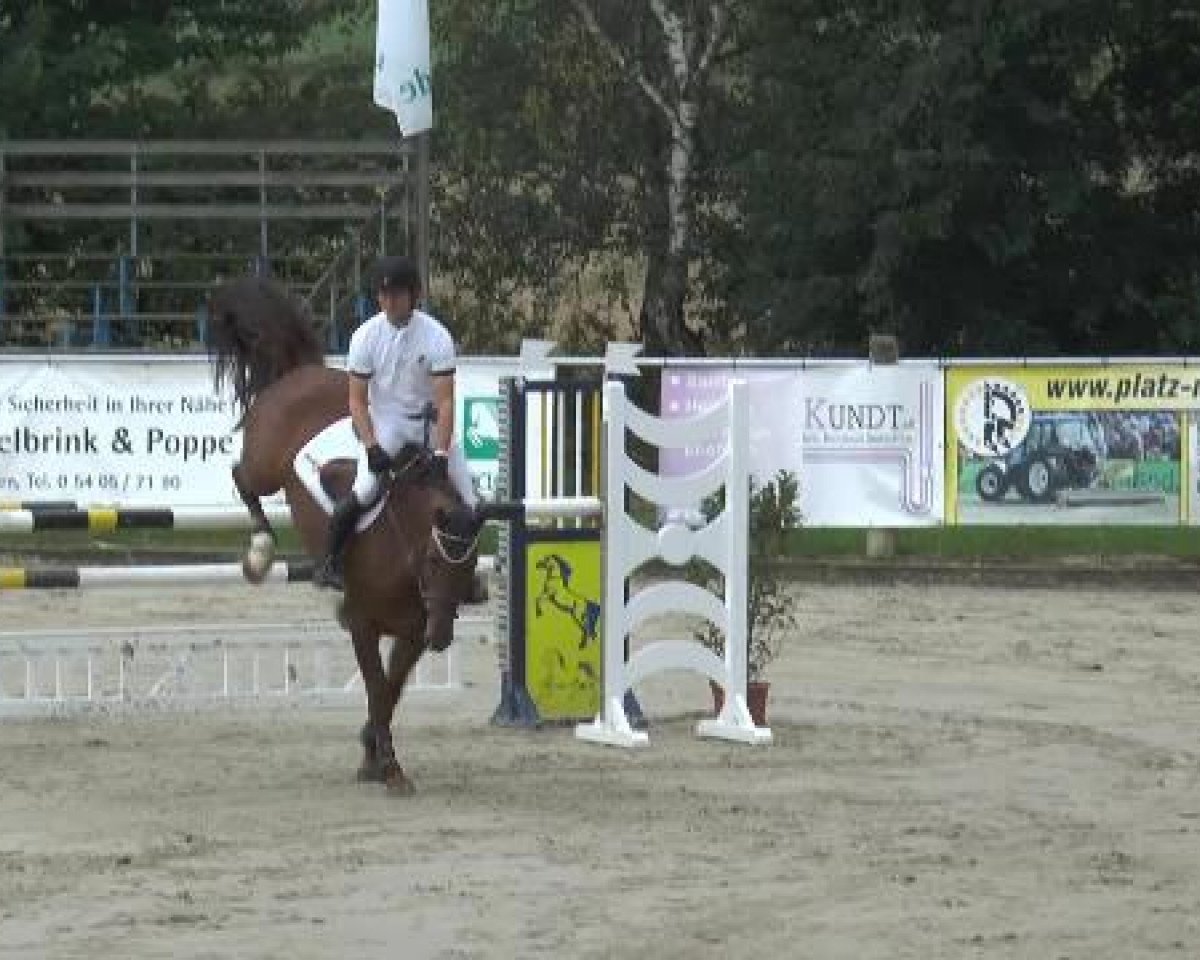 jumper Cool Tec (KWPN (Royal Dutch Sporthorse), 2009, from Boeve's Colmander)