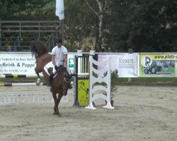 jumper Cool Tec (KWPN (Royal Dutch Sporthorse), 2009, from Boeve's Colmander)