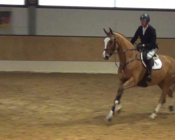 Springpferd Major (Dänisches Warmblut, 2007, von Carmargue)