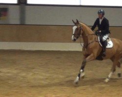 jumper Major (Danish Warmblood, 2007, from Carmargue)