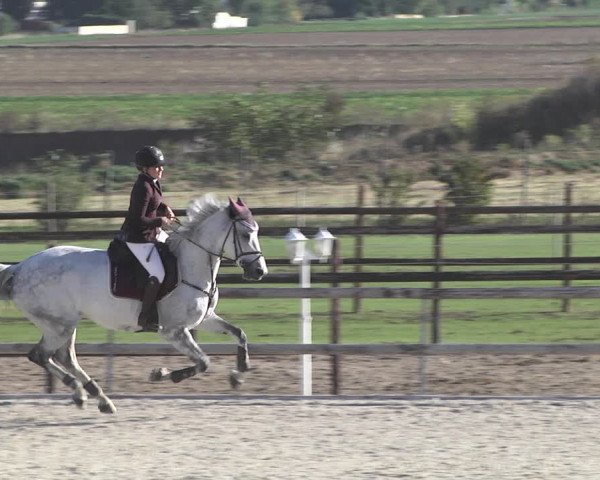 Reitturnier Worms-Pfeddersheim / Reitsportanlage Wittemer 2020