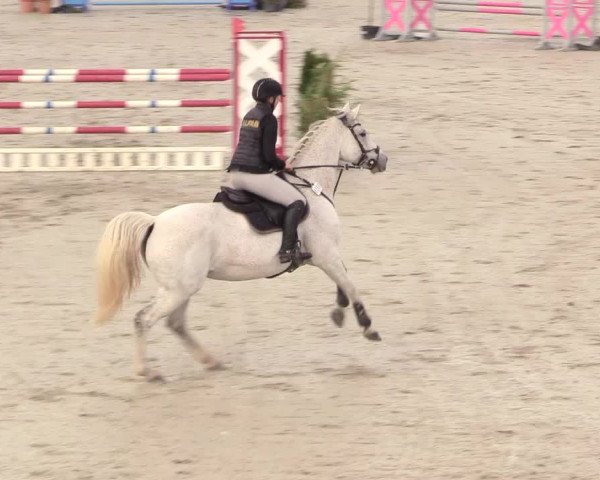 Reitturnier Westergellersen 2020