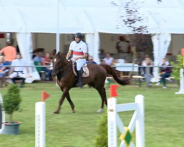 Springpferd Opa's Carlo (Oldenburger, 2009, von Couleur Rouge)
