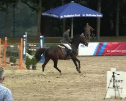 broodmare Avida T (Rhinelander, 2008, from Acorado's Ass)