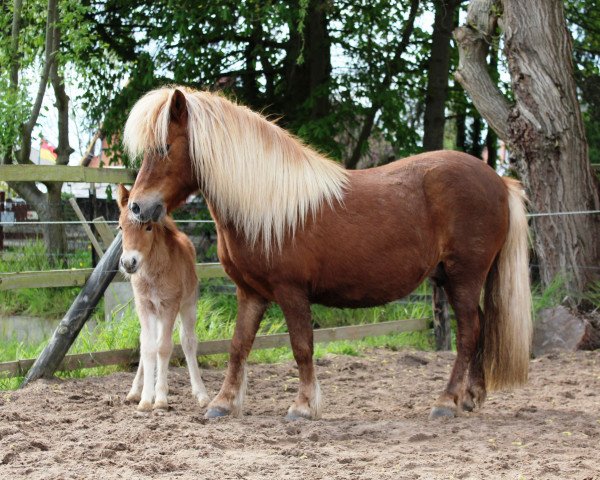 broodmare Ramona PrSt*** (Shetland Pony, 1995, from Bob)