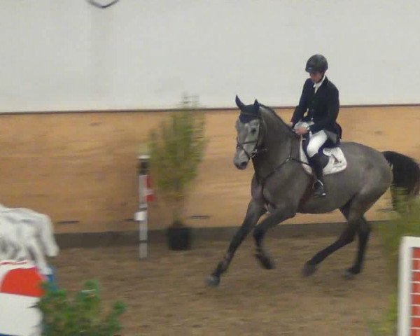 Springpferd Canzone 4 (Holsteiner, 2008, von Concept)