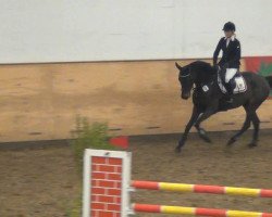 broodmare Tequilas Nightfire (Holsteiner, 2007, from Acolord)